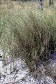 Salt Meadow Cordgrass. Photo by Richard T. Bryant. Email richard_t_bryant@mindspring.com.