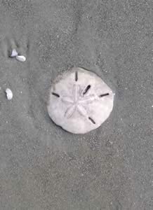 Sand Dollar. Photo by Richard T. Bryant. Email richard_t_bryant@mindspring.com.