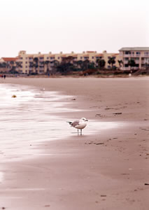 Species of wildlife that are well adapted to human activities are much more common on St. Simons Island. Photo by Richard T. Bryant. Email richard_t_bryant@mindspring.com.