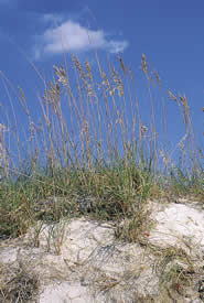 Sea Oats. Photo by Richard T. Bryant. Email richard_t_bryant@mindspring.com.