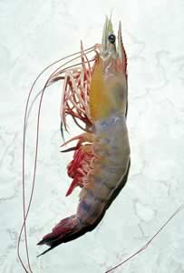 Shrimp. Photo by Richard T. Bryant. Email richard_t_bryant@mindspring.com.