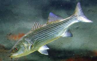 Striped bass (Morone saxatilis). Photo by Richard T. Bryant. Email richard_t_bryant@mindspring.com.