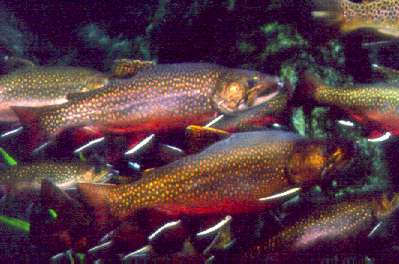 The brook trout is the only trout species native to Georgia and it is only found in the Chattahoochee’s headwaters. Photo by Richard T. Bryant. Email richard_t_bryant@mindspring.com.