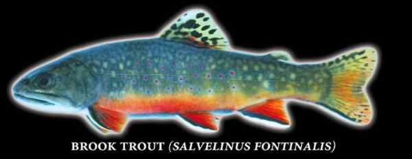 Brook trout (Salvelinus fontinalis) Photo by Richard T. Bryant. Email richard_t_bryant@mindspring.com