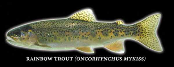 Rainbow trout (Oncorhynchus mykiss) Photo by Richard T. Bryant. Email richard_t_bryant@mindspring.com