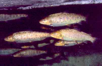 Of the three trout species, brown trout are most tolerant of higher water temperatures and best able to maintain population numbers under heavy angling pressure.  They have the reputation for being the most difficult trout to catch. Photo by Richard T. Bryant. Email richard_t_bryant@mindspring.com.