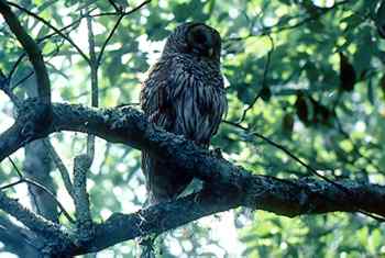 Barred Owl.