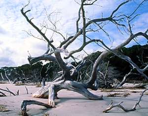 A boneyard beach on Blackbeard Island. 