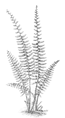 Christmas Fern (Polystichum acrostichoides) 