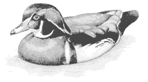 Wood duck (Aix sponsa) 