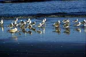 Gulls.