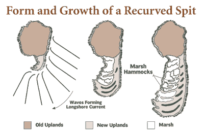 The ends of islands are constantly changing because of the tidal influences. Waves and longshore currents push sediments southward along an island. When the longshore current reaches the end of the island, it bends or is refracted, and deposits sand that begins to form a recurved shape. Over time, these sand deposits can build into dunes, and marshes can develop behind the protected barrier. 