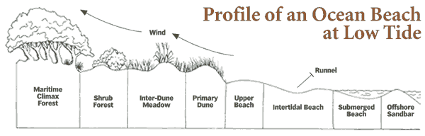 At first glance, the salt marsh may appear to be one uniform natural area, but it actually can be divided into several ecological zones relative to the time and depth of tidal inundation. Each zone has its own assemblage of predominant species. 