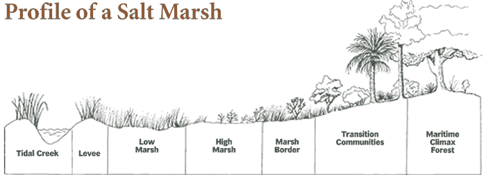 At first glance, the salt marsh may appear to be one uniform natural area, but it actually can be divided into several ecological zones relative to the time and depth of tidal inundation. Each zone has its own assemblage of predominant species. 