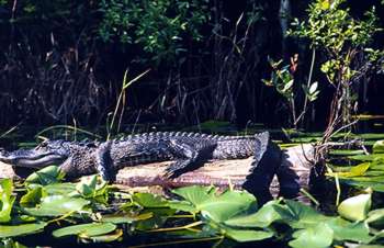 Alligators are common sights in freshwater areas of the coast, including barrier island ponds, coastal rivers, and swamps.