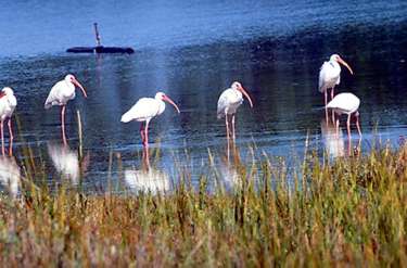 White ibis (Eudocimus albus) have long, decurved bills that turn brilliant red during breeding season. 