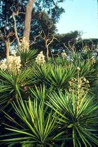 Interdune meadows may support thorny plants such as yucca.