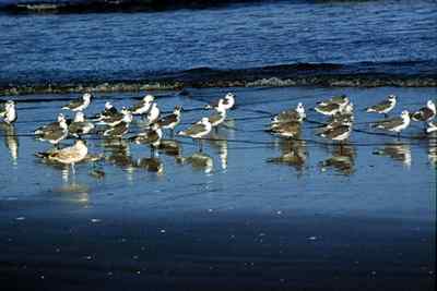 Gulls congregate and feed in the intertidal areas of the beach. 