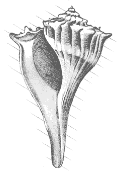 Knobbed whelk (Busycon carica) This common mollusk is the official state seashell and is caught by commercial fishermen and sold as conch meat. 