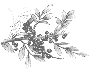 Yaupon holly (Ilex vomitoria) This species name recognizes the effect of drinking a tea made from the plant’s berries. 