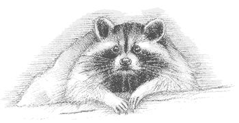 Raccoon (Procyon lotor) This highly adaptable animal feeds on crabs in Georgia’s salt marsh. 