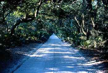 A road on Ossabaw Island.