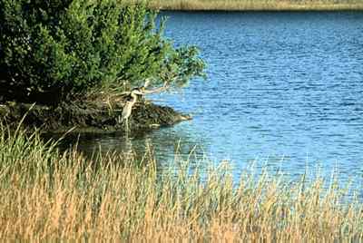 Herons frequent the marshes of Skidaway Island State Park. 