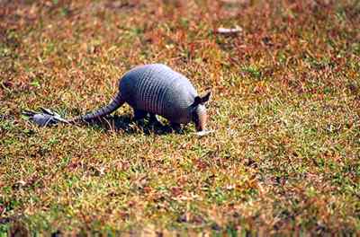 Armadillos are exotic species that have invaded the Georgia coast from Florida. 
