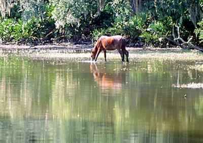 Feral horses are a common sight on Cumberland Island. 