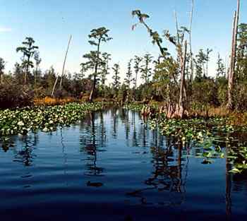 A canoe trail in the Okefenokee Swamp. 
