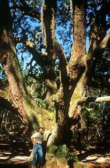 Magnificent Live Oaks add to the natural beauty of the Georgia coast. 