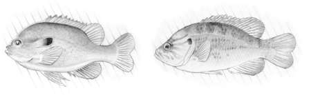 Longeared Sunfish (Lepomis megalotis) and Warmouth (Lepomis gulosus) The warmouth can be identified by a combination of three characteristics: short anal fins, three anal spines, and teeth on the tounge. Longears have long, upward turned opercular lobes. 