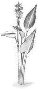 Pickerelweed (Pontederia cordata) 