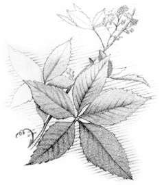 Virginia creeper (Parthenocissus quinquefolia) 