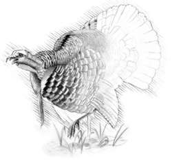 Wild Turkey (Meleagris gallopavo) A popular game bird in the South, wild turkeys grow to 4 feet tall. 