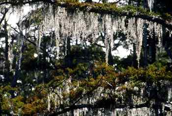 Spanish Moss.