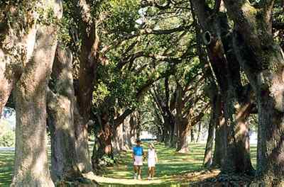 Retreat Plantation’s majestic Avenue of Oaks. 