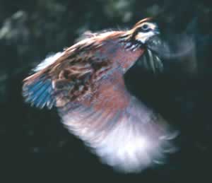 bobwhite quail flying