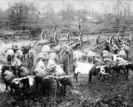 Following the Civil War, oxen teams were used to skid harvested longleaf pines to the water,   where they were floated to sawmills. The dense logs often had to be moved one at the time. 