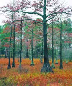 Depressional Wetland. Photo by Richard T. Bryant. Email richard_t_bryant@mindspring.com