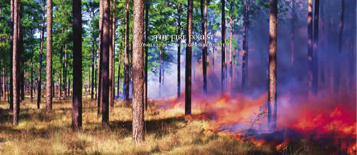 Fire sweeps through a healthy longleaf pine forest at the Joseph W. Jones Ecological Research Center. Photo by Richard T. Bryant. Email richard_t_bryant@mindspring.com