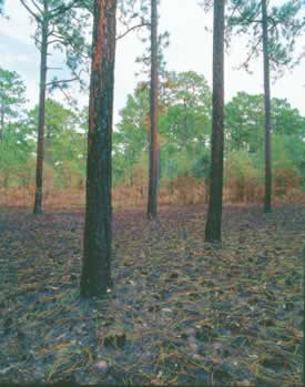 Longleaf pine needles decorate the forest floor after a fires. The needles are the longest of all southern pines and are full of resins, which help fuel fire in the forest. Photo by Richard T. Bryant. Email richard_t_bryant@mindspring.com