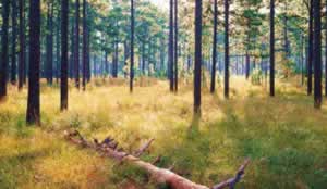 This forest at Greenwood Plantation includes longleaf  pine trees of varying ages including a decaying snag and seedlings in the grass and rocket stages. Photo by Richard T. Bryant. Email richard_t_bryant@mindspring.com