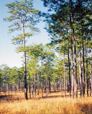 Mature longleaf pines on the Wade Tract. Photo by Richard T. Bryant. Email richard_t_bryant@mindspring.com