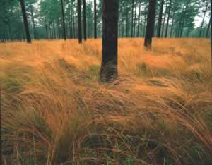 Recently burned longleaf pines stand widely spaced, with an understory of wiregrass. Photo by Richard T. Bryant. Email richard_t_bryant@mindspring.com