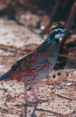 Bobwhite Quail. Photo by Richard T. Bryant. Email richard_t_bryant@mindspring.com