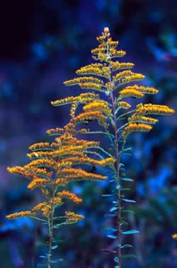 Goldenrod. Photo by Richard T. Bryant. Email richard_t_bryant@mindspring.com