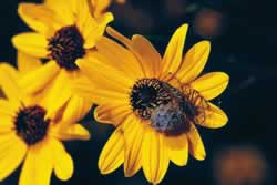 Helianthus angustifolia. Photo by Richard T. Bryant. Email richard_t_bryant@mindspring.com