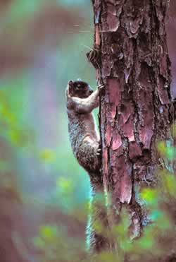 Sherman's Fox Squirrel. Photo by Richard T. Bryant. Email richard_t_bryant@mindspring.com