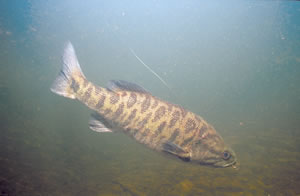 The shoal bass (Micropterus cataractae) wasn’t designated as a separate species until two years ago. Photo by Richard T. Bryant. Email richard_T_bryant@mindspring.com